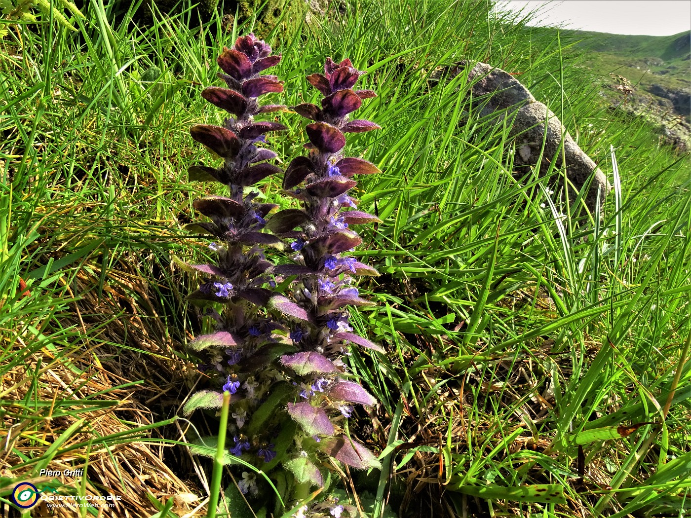 22 Ajuga pyramidalis (Iva piramidale).JPG